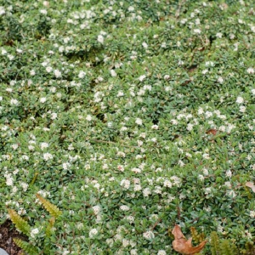 Pimelea Misty Blue - 1.5Ltr