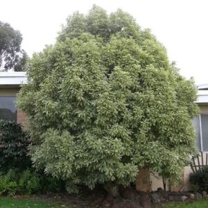Pittosporum eugenioides Variegatum - Pb28/25ltr (100/140)