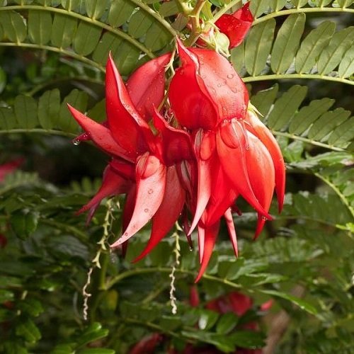 Clianthus puniceus Red Cardinal - 2Ltr