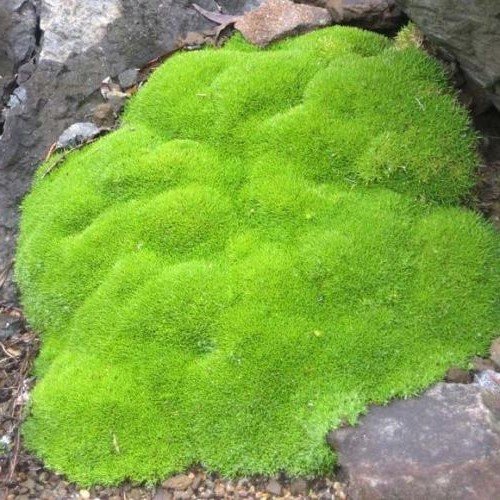 Scleranthus Crew Cut - 2.5Ltr