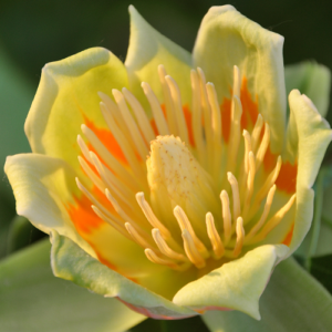 Liriodendron Snowbird, Tulip Tree - Pb18 (250/300)