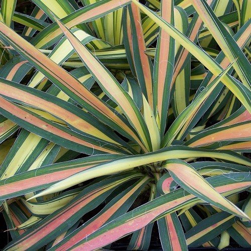 Yucca Colour Guard - 2.5Ltr