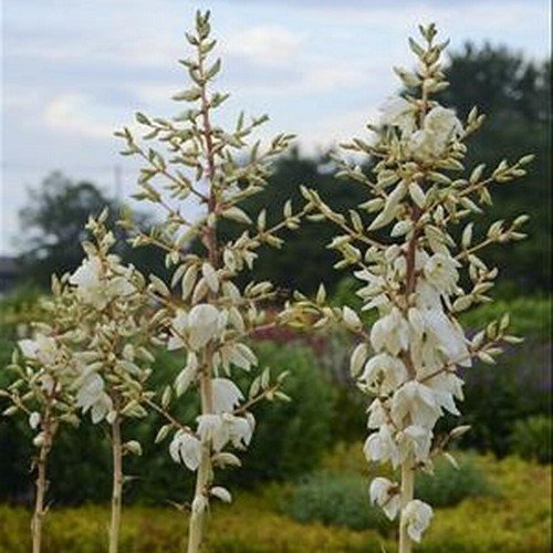 Yucca Colour Guard - 2.5Ltr - Image 2