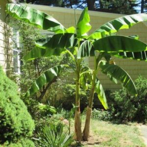Banana Misi Luki - 3.3Ltr