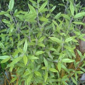 Corokia Geenty's Giant - 3.3Ltr