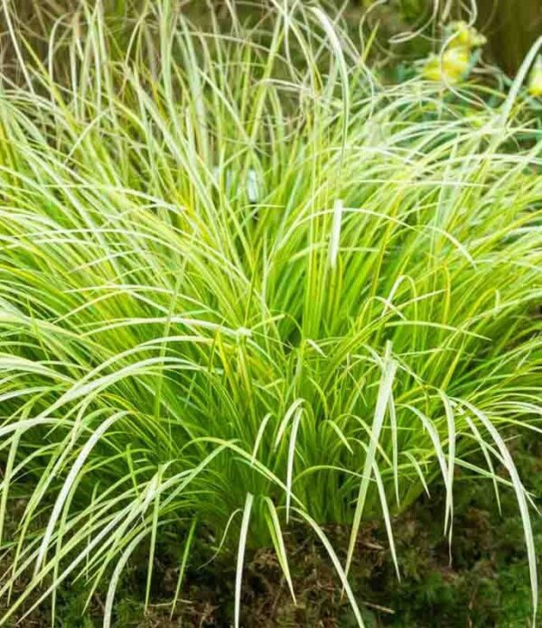 Acorus Mini Gold, Japanese Sweet Flag - 1.3Ltr