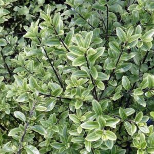 Pittosporum Mountain Jade - Pb6.5