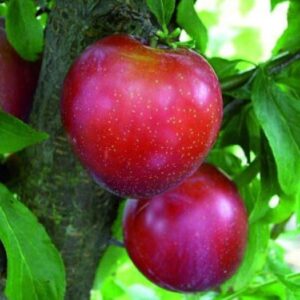 Plum Santa Rosa - Pb12/Pb18