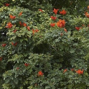 Tecoma capensis, Cape Honeysuckle - Pb6.5