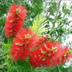 Callistemon Superba - 3.5Ltr