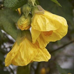 Abutilon x Yellow - 2Ltr/2.5Ltr