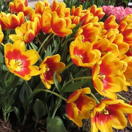 Tulip Kees Nelis - Image 2