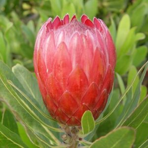 Protea Red Ice - 2Ltr/3Ltr (50/60)