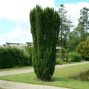 Taxus b. Fastigiata, Irish Yew - 3Ltr