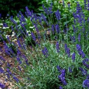 Lavandula intermedia Super - Pot