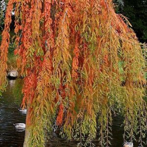 Taxodium d. McLaren Falls, Weeping Swamp Cypress - 45Ltr