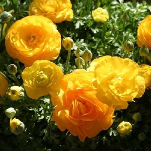 Ranunculus Fiesta Gold