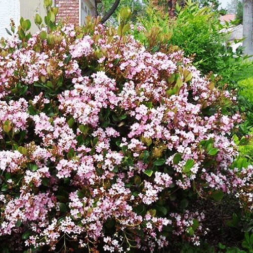 Rhaphiolepis i. Springtime - 2.4Ltr