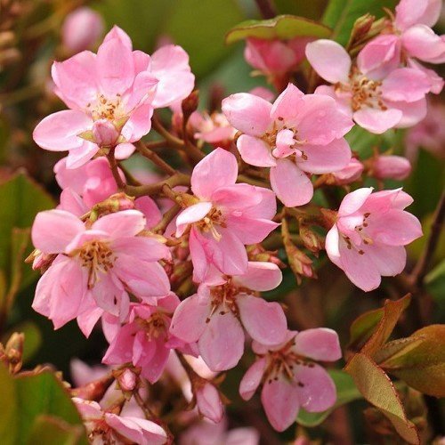 Rhaphiolepis i. Springtime - 2.4Ltr - Image 2