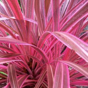Cordyline Electric Pink - 2Ltr/2.5Ltr