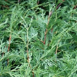 Cupressus ovensii - Pot (25/50cm)