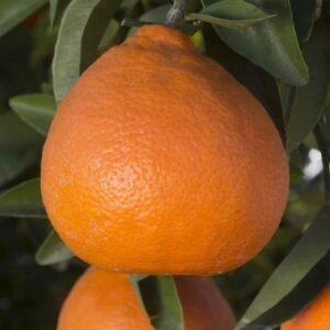 Tangelo Seminole - Pb40