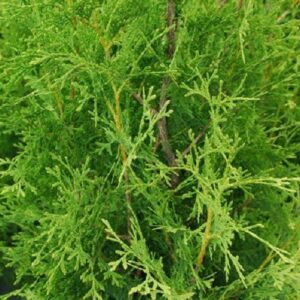 Thuja Pyramidalis - Pot