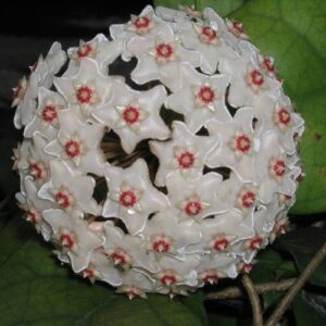 Hoya fungii - 1.3Ltr