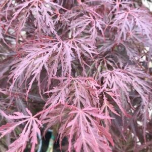 Acer Red Dragon (H/W)