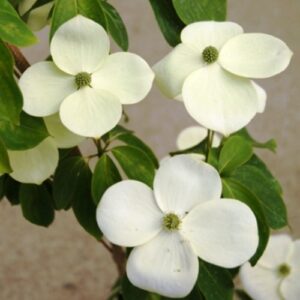 Cornus Greenvale, Dogwood - 2.5Ltr