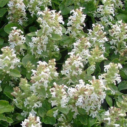 Ajuga Alba, Bugle Flower - 1.5Ltr