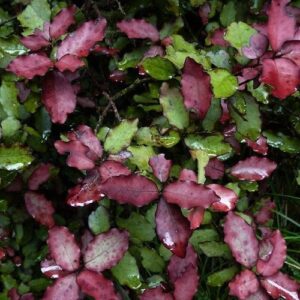 Pseudowintera colorata, Horopito – Pb5