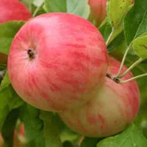 Apple Pinkie - 4.7Ltr