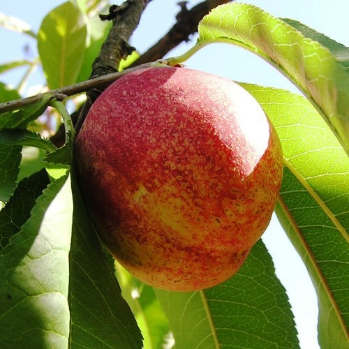 Nectarine Silver King - 4.7Ltr