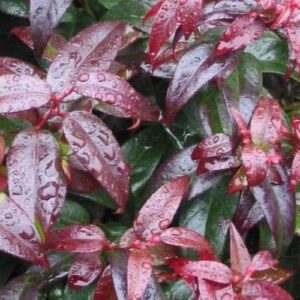Leucothoe fontanesiana Crimson Globe - 2.5Ltr