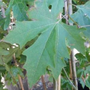 Platanus Ace Of Clubs - Pb28
