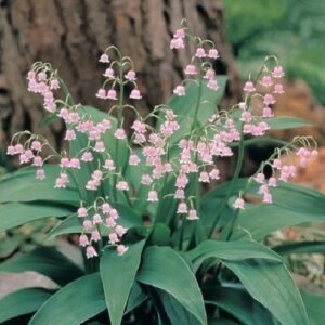 Convallaria Rosea, Rosy Lily-Of-The-Valley