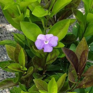 Brunfelsia Tiny Dancer - 3Ltr