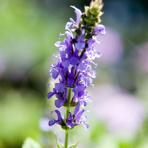 Salvia Blue Hill - 1.5Ltr (10/20) - Image 2