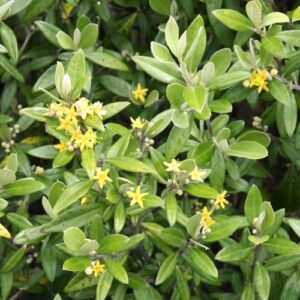 Corokia Geenty's Green - Pot