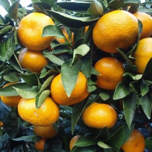 Mandarin Miyagawa - Pb8