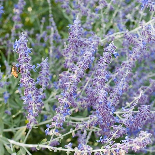 Perovskia atriplicifolia, Russian Sage - 2Ltr - Image 2