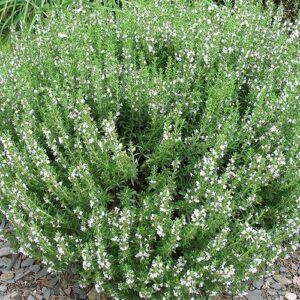 Rosmarinus Alba - 2.5Ltr