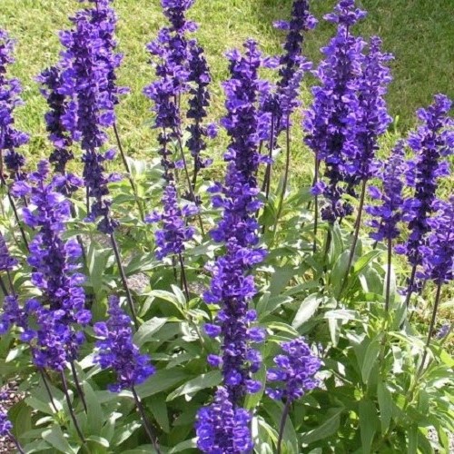 Salvia Blue Ribbon - Pb3 (15/25)
