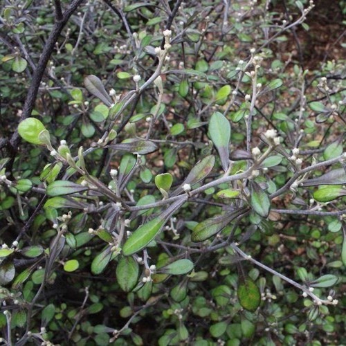 Corokia x virgata - Pot - Image 2