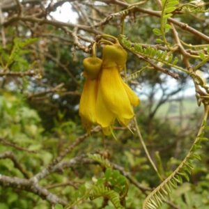 Sophora microphylla, Kowhai - Pb28/25Ltr
