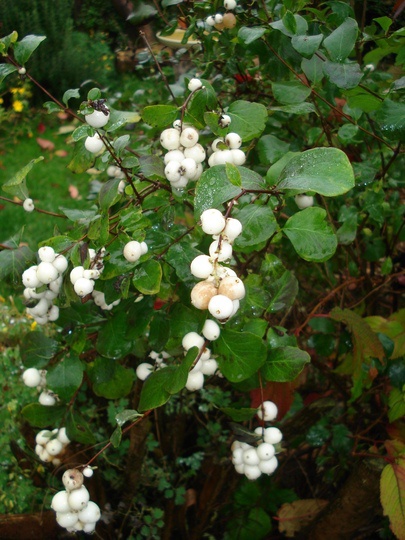 Symphoricarpos albus, Common Snowberry - Pb6.5 - Image 2