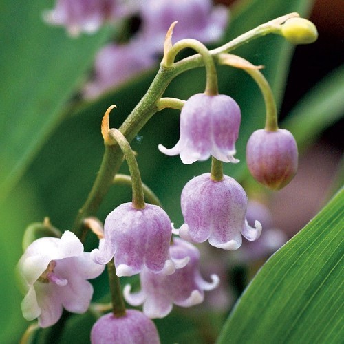 Convallaria Rosea, Rosy Lily-Of-The-Valley - Image 2