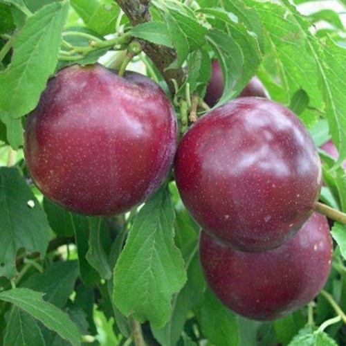 Plum Double Billington/Sultan