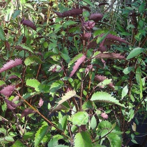 Hoheria Purple Wave, Houhere - 4Ltr